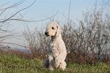 BEDLINGTON TERRIER 084